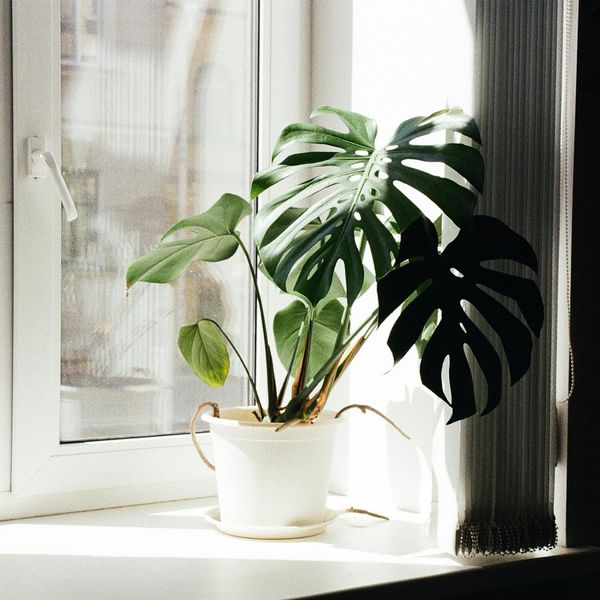 A serene room with soft daylight and green plants.