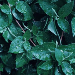 Fresh green leaves with water drops in soft morning light.